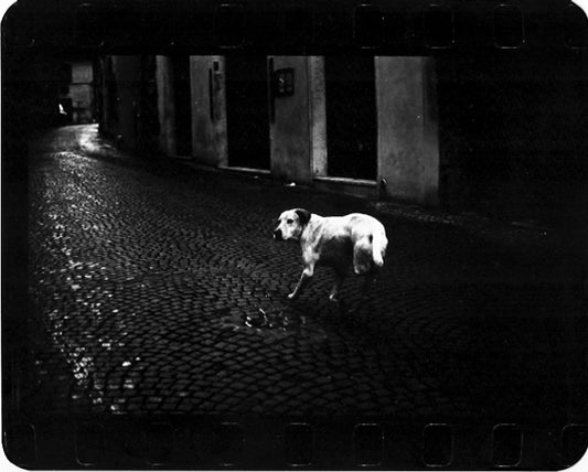Giacomo Brunelli: The Animals