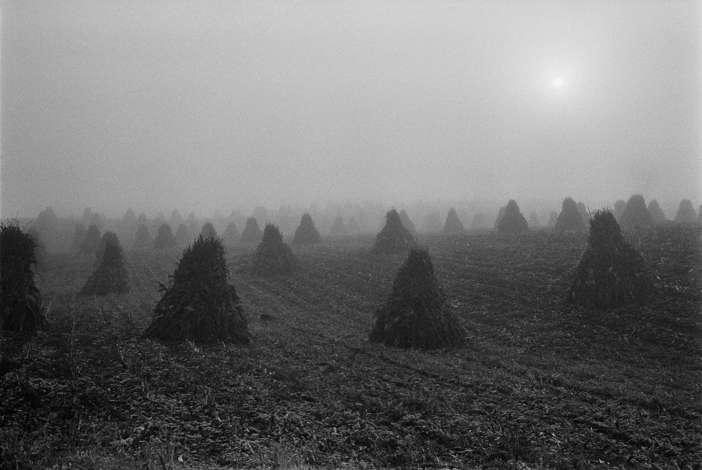 Jesse Lenz: The Seraphim