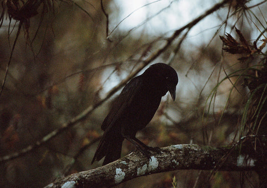 Jonathan Levitt: Echo Mask