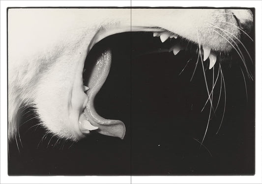 Masahisa Fukase: Sasuke