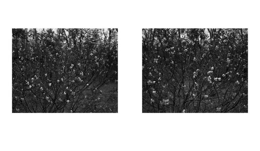 Tim Carpenter: Christmas Day, Bucks Pond