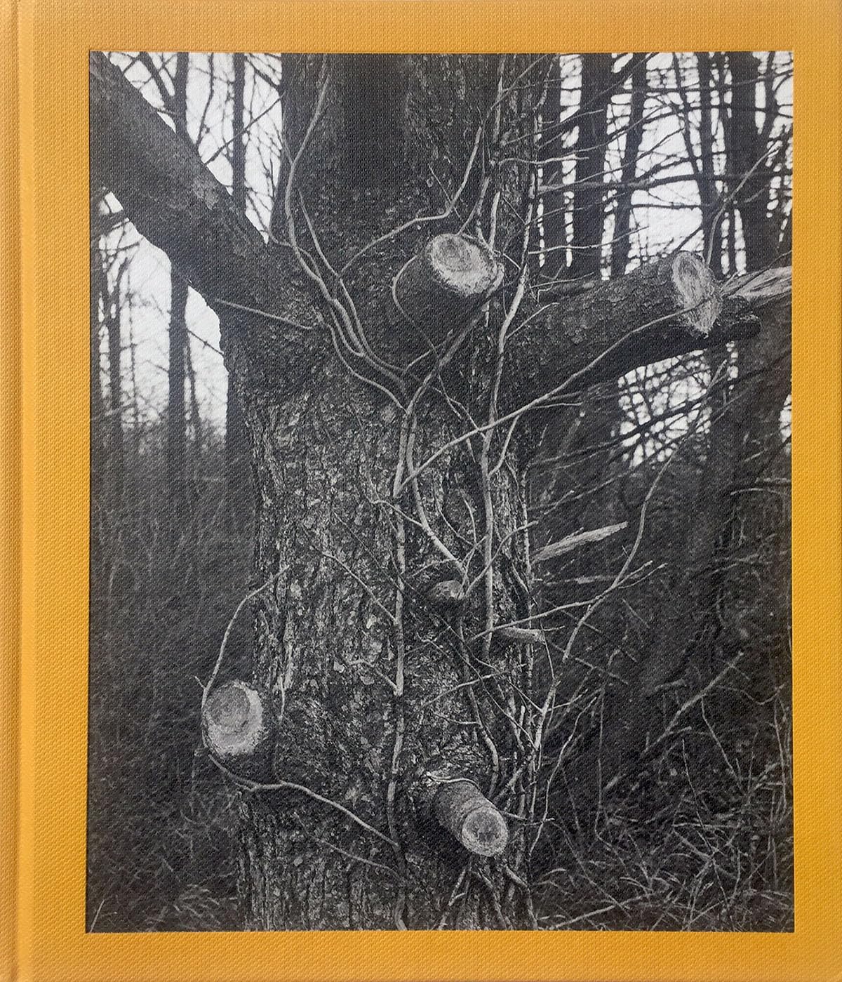 Tim Carpenter: Christmas Day, Bucks Pond