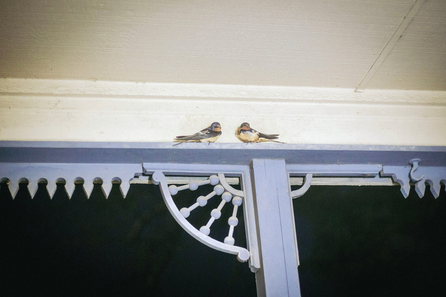 Ruby Longoria: "Nesting Birds" Print