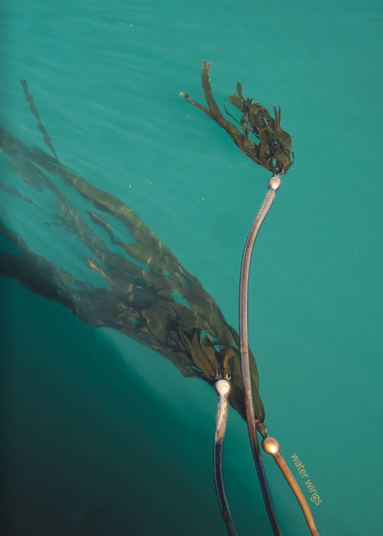 Chad Miller: Water Wings zine