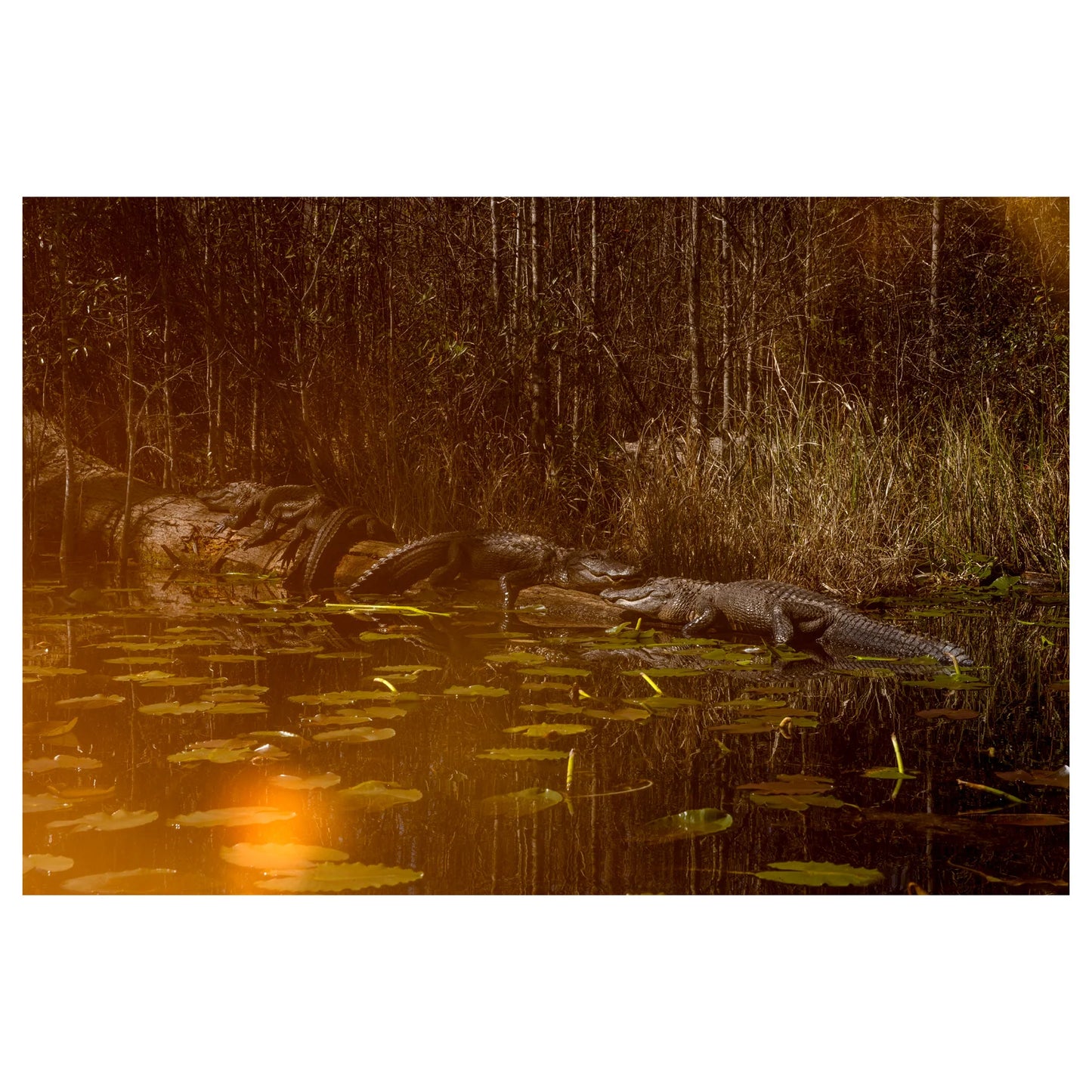 David Walter Banks: Trembling Earth: A Transcendental Trip Through the Okefenokee