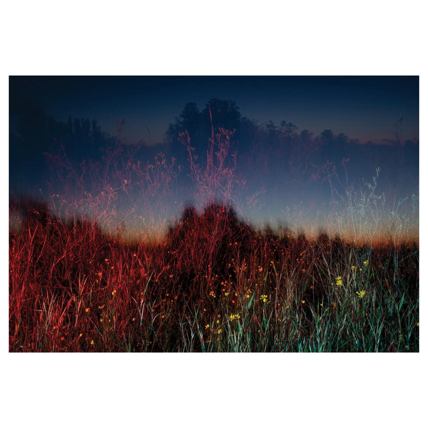 David Walter Banks: Trembling Earth: A Transcendental Trip Through the Okefenokee