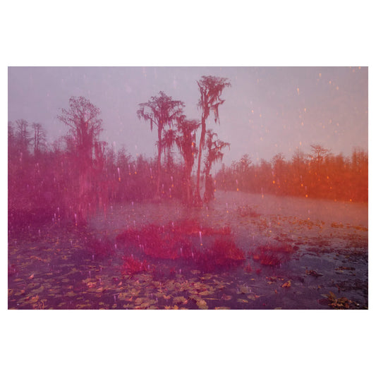 David Walter Banks: Trembling Earth: A Transcendental Trip Through the Okefenokee