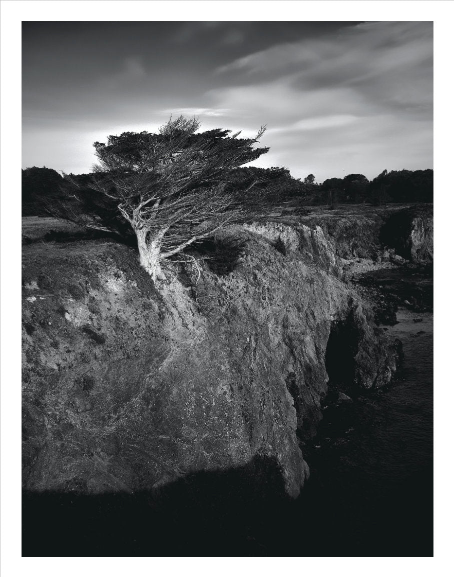 Chad Miller : "One Hell of a Tree" Print
