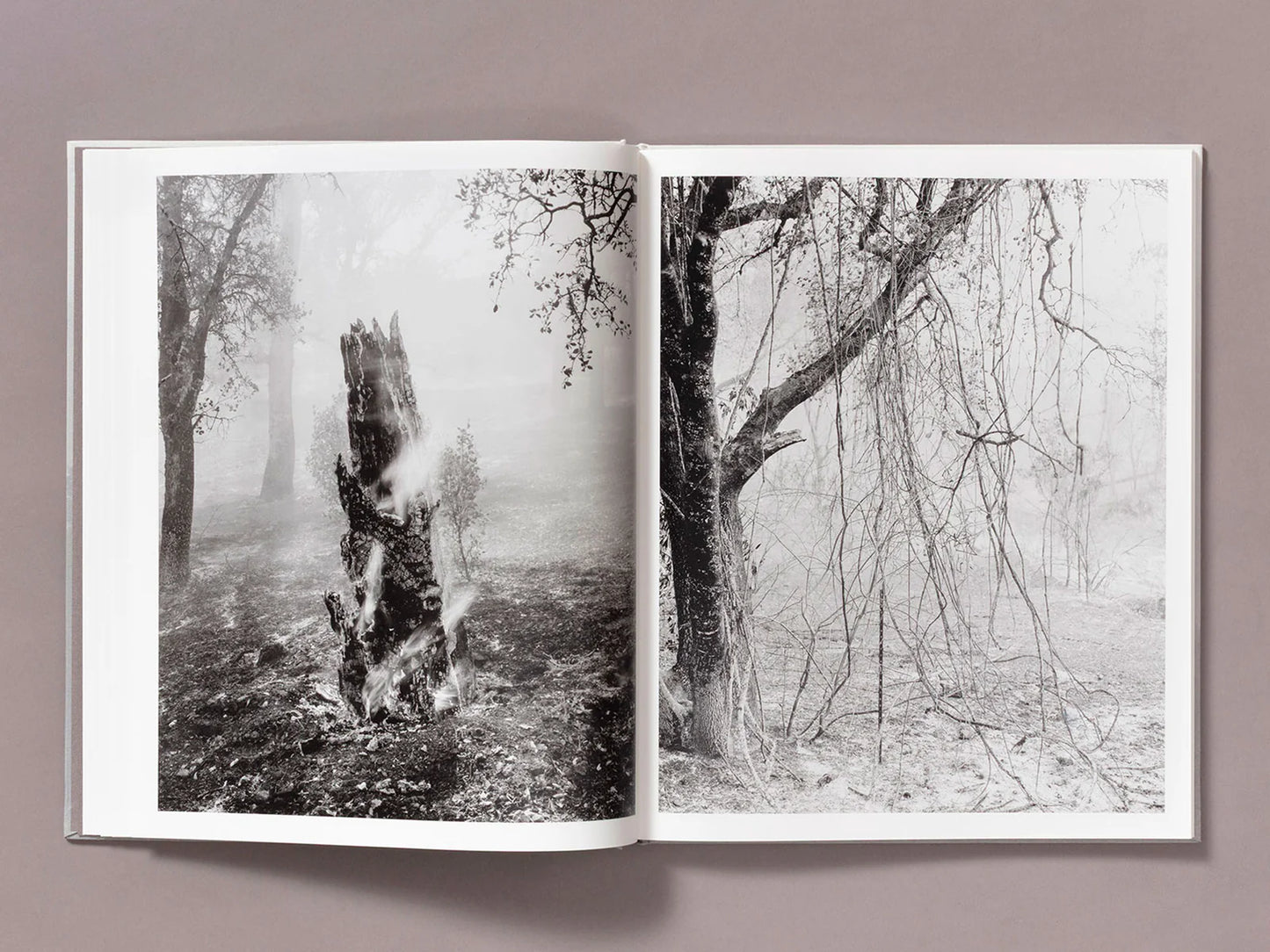 Ian Bates: The Weight of Ash