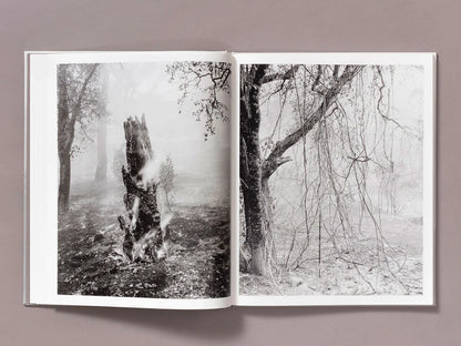 Ian Bates: The Weight of Ash