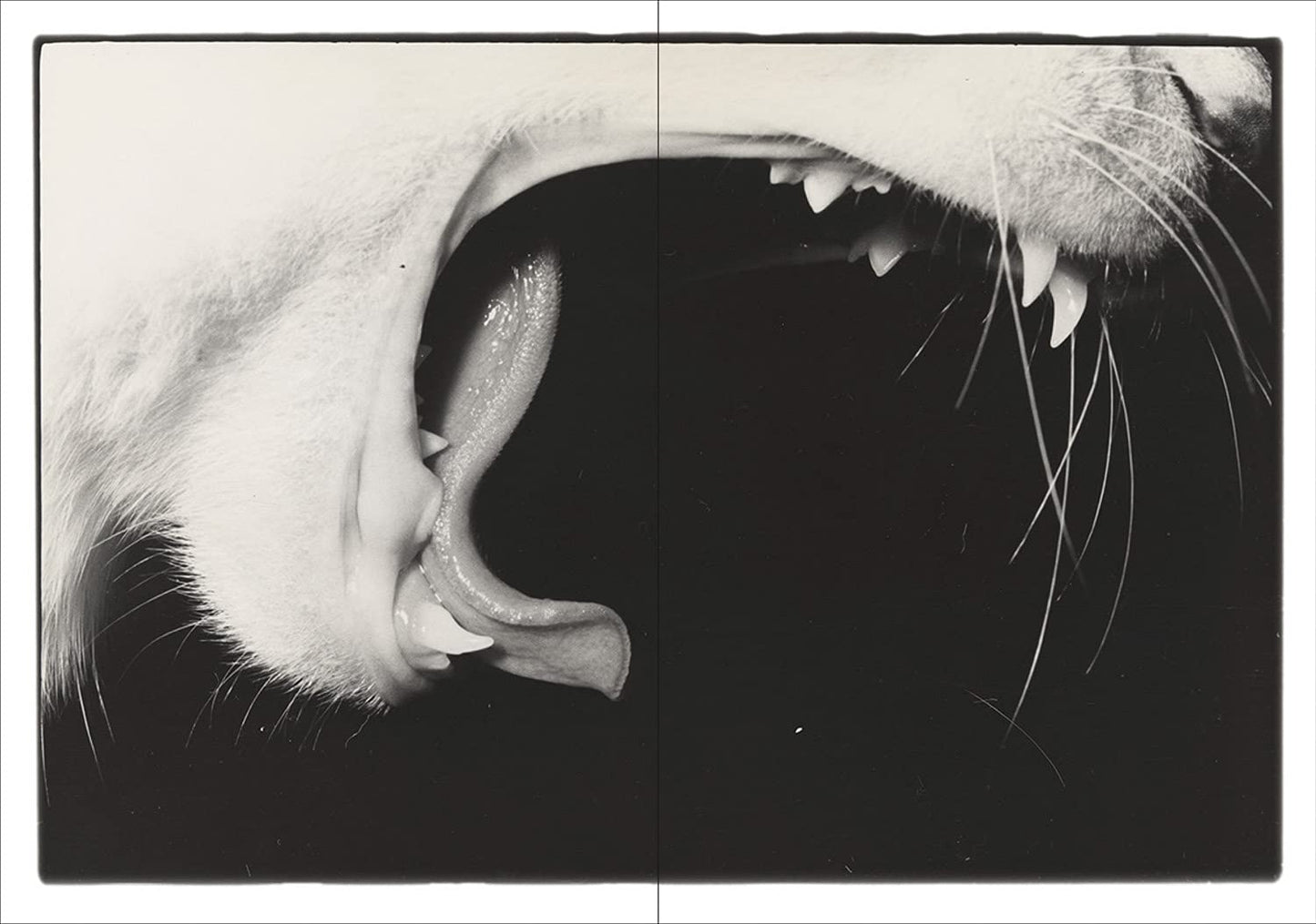 Masahisa Fukase: Sasuke