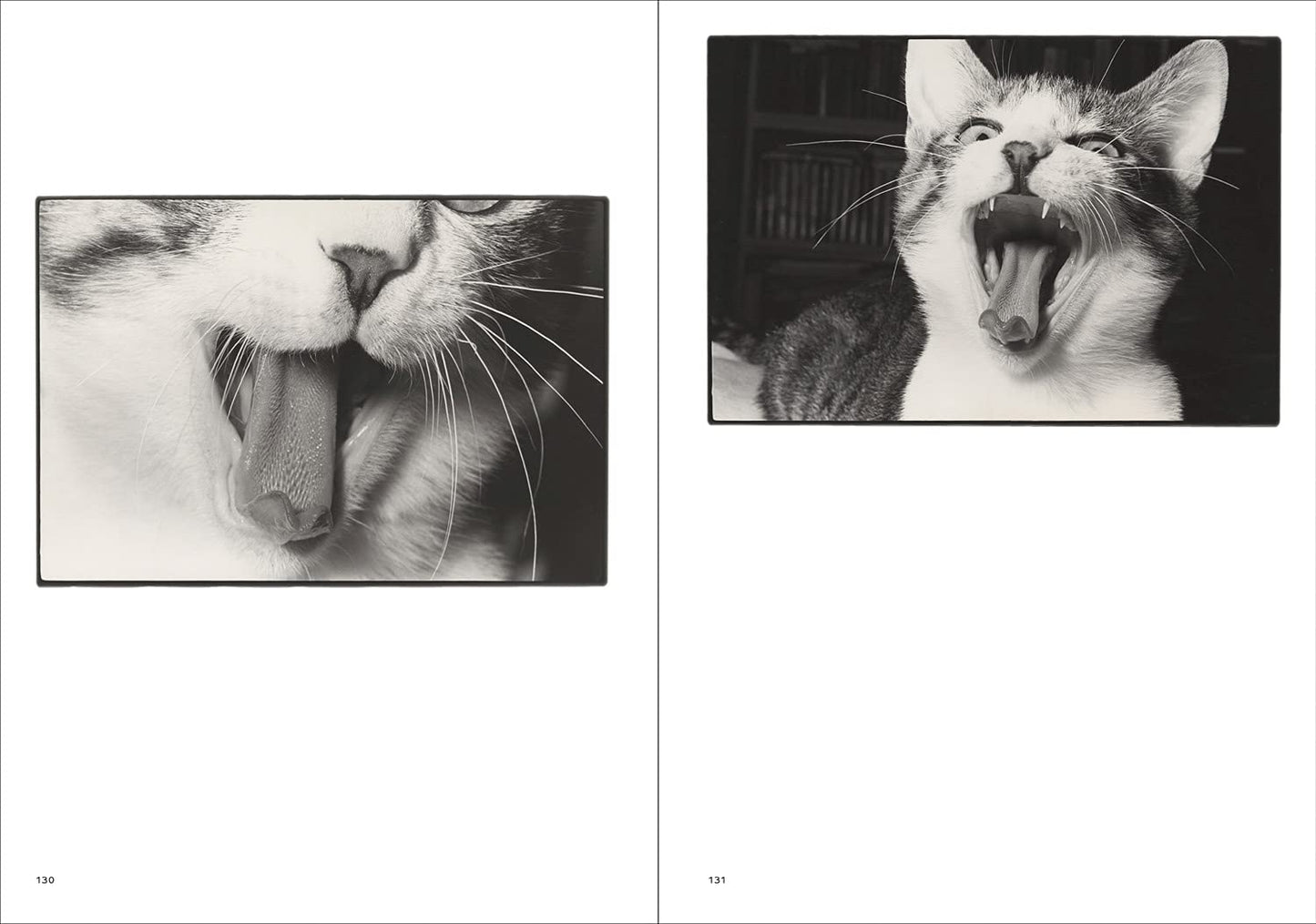 Masahisa Fukase: Sasuke