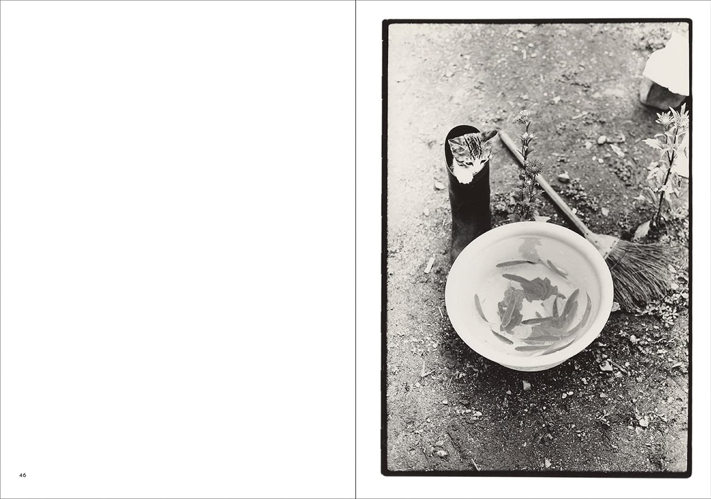 Masahisa Fukase: Sasuke