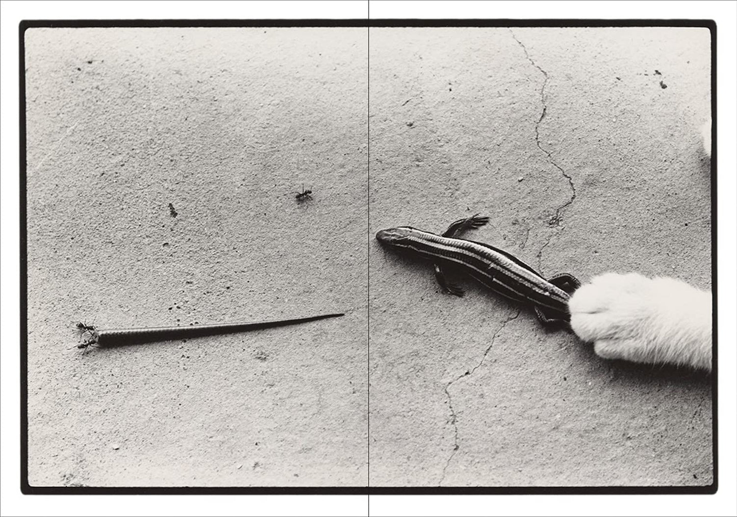 Masahisa Fukase: Sasuke