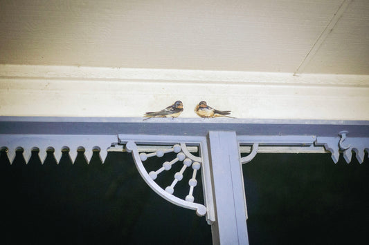 Ruby Longoria: "Nesting Birds" Print
