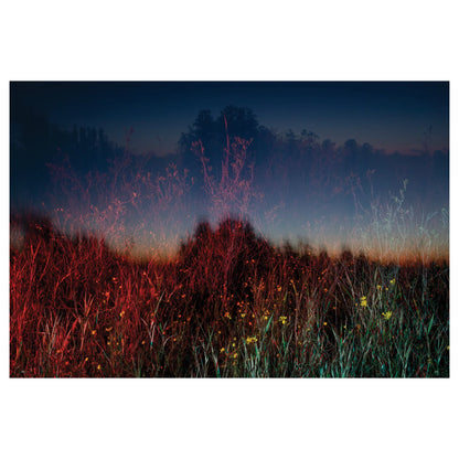 David Walter Banks: Trembling Earth: A Transcendental Trip Through the Okefenokee