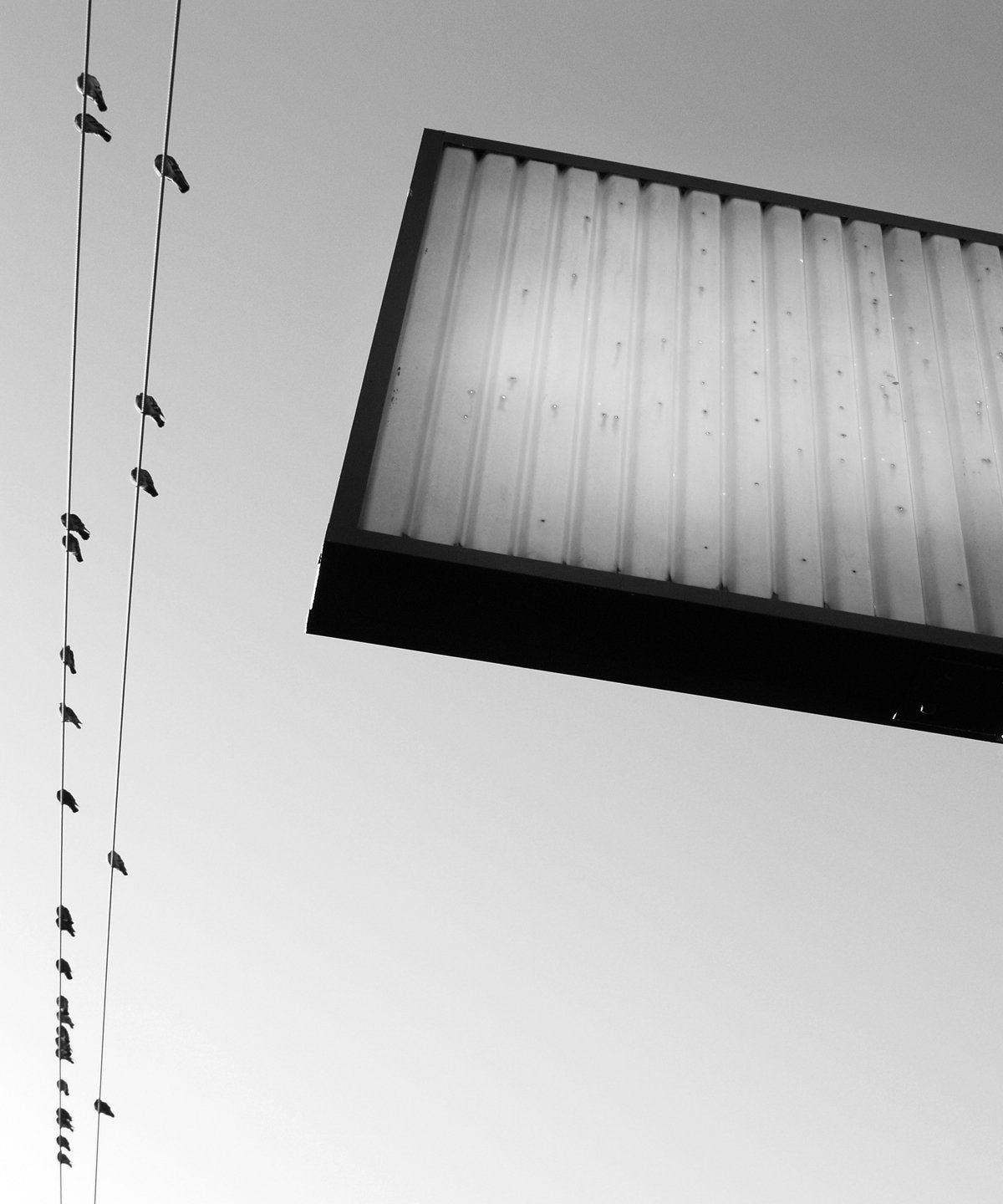 TJ Norris: Shooting Blanks