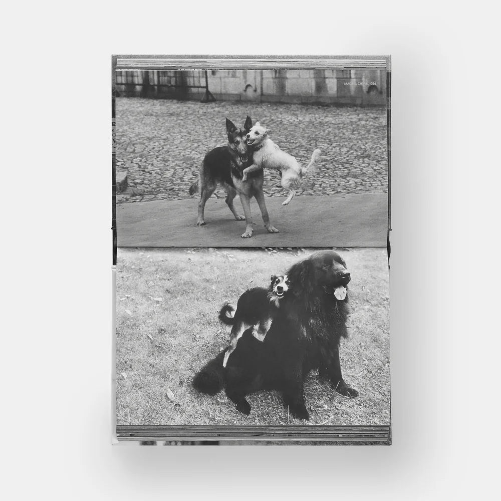 Elliott Erwitt: DogDogs